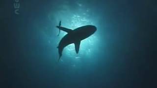 Shark TV  Sharks of Rangiroa from Legend to Reality a shark finning movie [upl. by Nwahsir924]