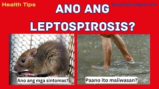 Ano ang LEPTOSPIROSIS  Signs and Symptoms  Health tips 10 Tagalog [upl. by Monroe]