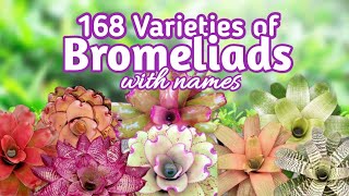 168 Bromeliad Varieties with Names I PlantFactory [upl. by Korenblat]