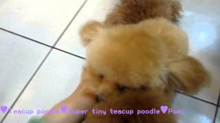 Teacup poodle Cream Angel minature poodle 0712  Tiny Toy poodle Teacup poodle Pocket teacup poodle [upl. by Bittner716]