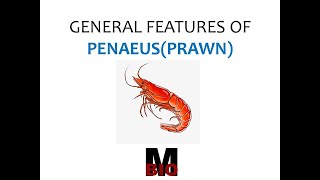 TYPE STUDY GENERAL FEATURES OF PENAEUS PRAWN [upl. by Inness39]