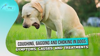 Coughing Gagging and Choking in Dogs Symptoms Causes and Treatments [upl. by Wu]