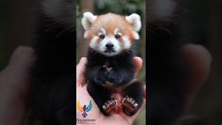 Cutest little Red Panda cuteanimals ai minianimals babyanimals tinyanimals aianimals redpanda [upl. by Ambler]