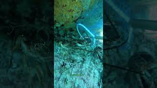 Scuba diving Catch amp Sell short spearfishing [upl. by Hutton777]