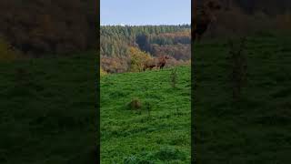 Eifel mountain nature germany travel [upl. by Esirrehc]