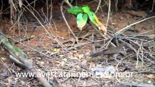 Aracuã Ortalis guttata Speckled Chachalaca MVI8254 [upl. by Ecylahs621]