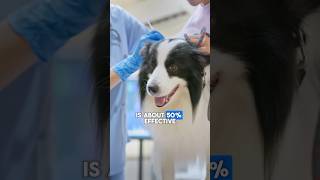 Kennel Cough Vaccine Does It Really Work Expert advice from Dr Sean McPeck shorts shortsvideo [upl. by Chura]