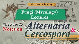 Lecture 25  Alternaria amp Cercospora Life Cycle Deuteromycotina  Fungi Mycology Lecture Notes [upl. by Zuzana]