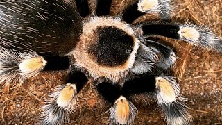 Tarantula Care  Mexican Red Knee Brachypelma hamorii Juvenile [upl. by Elisabet770]