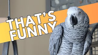 Our African Grey Reacts to Bird Jokes [upl. by Ludwig]