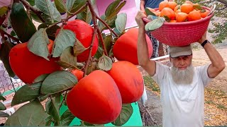 Persimmon Amlok 🥰Fruit Season Itnay ❤️Zayda Benifits 😱Es Fruits Kay [upl. by Mecke570]