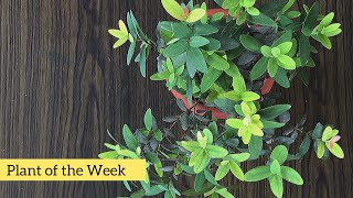 Myrtus communis  Common Myrtle Plant  PlantOfTheWeek [upl. by Nace]