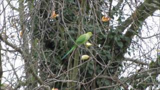 Wild ring necked parakeets eating apples  in Surrey [upl. by Pedersen]