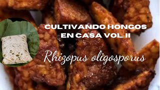 Cultivando Hongos en Casa Vol II  Tempeh Rhizopus oligosporus [upl. by Lindner]