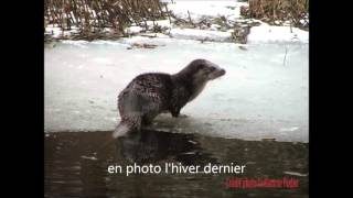 La Loutre espèce emblématique du PNR Millevaches [upl. by Lura]