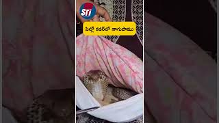 పిల్లో కవర్ లో నాగుపాముsritvmedia viralvideo sridevi snakevideo [upl. by Ihsir]