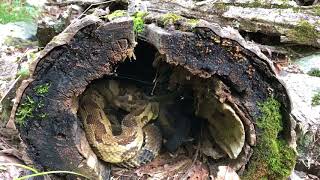 Timber Rattlesnakes in a log — Catskill Mountains New York [upl. by Florie]