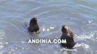 Lobos marinos  South American Sea Lions  Leãomarinho [upl. by Kenelm972]