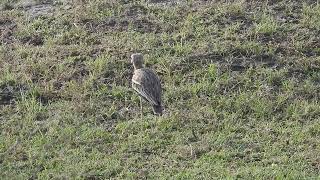 Indian thick knee carefully listening to call of red naped ibis at Tal Chappar Rajasthan India [upl. by Snook]