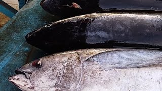 Live 16 Aug 24 ‼️🔥 Cutting fresh yellowfin tuna by skilled hands at Sorong Fish Market West Papua [upl. by Anytsirhc]