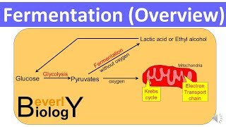 Fermentation Overview updated [upl. by Wattenberg]