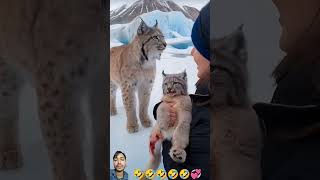 A mother Canadian lynx seeks help from a female sailor to rescue her kittens trapped in a net [upl. by Eerrahs]