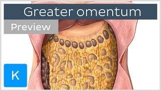 Overview of the Greater Omentum preview  Human Anatomy  Kenhub [upl. by Maurita887]