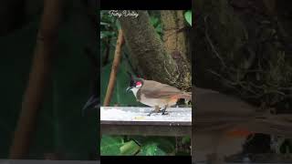 Redwhiskered Bulbul [upl. by Aihseyk113]