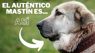 El auténtico Mastin Español es ASÍ [upl. by Koh498]