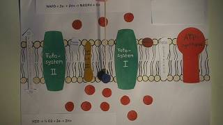 Lichtabhängige Reaktion Photosynthese [upl. by Lewiss]