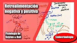 Retroalimentación negativa y positiva  Fisiología de Guyton amp Hall Andrés Samaniego [upl. by Llenram795]