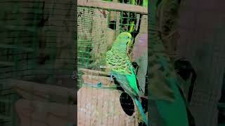 Fancy cool birds decor ideas birds Javed plus vlogs nature [upl. by Yerg]