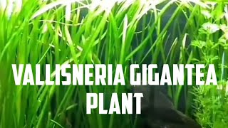 Vallisneria  Jungle Val  Beginner Guide on How To Grow This Great Plant [upl. by Snoddy]