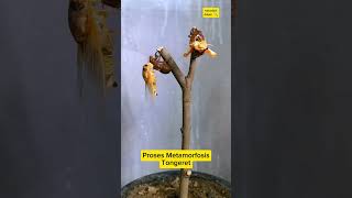 Metamorfosis Tonggeret hewan metamorphosis serangga reel [upl. by Schaab]