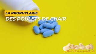 La prophylaxie médicale en élevage des poulets de chair [upl. by Hills]