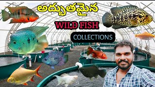 AGRESSIVE WILD  CICHLID FISH అద్భుతమైన COLLECTION AVAILABLE IN  OUR STORE [upl. by Weinreb]