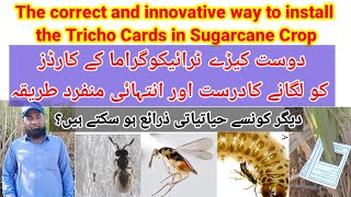 Innovative way to install Tricho Cards in Sugarcane Crop Other Options of Bio Control Agents [upl. by Einhoj]