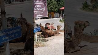 Kayaköy Turkey Camels Abandoned Village ‎TravelwithHugoF kayaköy turkey [upl. by Akemaj]