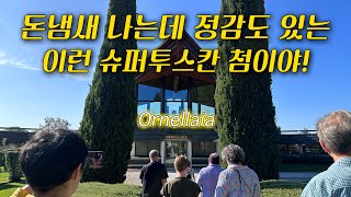 이탈리아 와인 성지 볼게리 오르넬라이아 와이너리 투어⭐️ Ornellaia Winery Tour in Bolgheri Super Tuscan Wine tuscanywine [upl. by Eidolem]