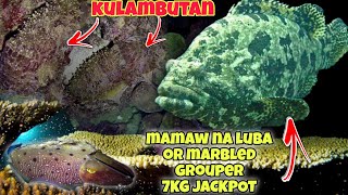 eps178 MAMAW NA LUBA OR MARBLED GROUPER 7KG JACKPOT😱 fishing nightspearfishing fish gopro [upl. by Kirch707]