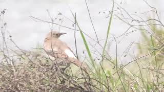 Creatophora cinerea  estornino carunculado  watled starling [upl. by Nebuer404]