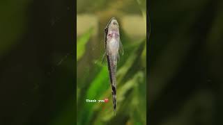 My Otocinclus catfish says thank you shorts fishhobby fish monsterfish aquascape aquariumfish [upl. by Nilrev]