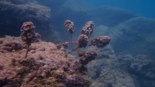 Snorkeling off the public Beach Pereybere Mauritius [upl. by Noll]