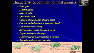 Lecture 11 An Introduction to Animal Diversity Acoelomates and Protostomes Part 1 [upl. by Mail859]