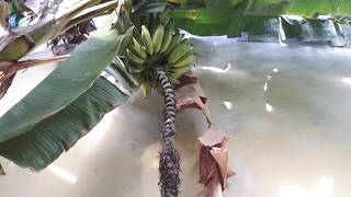 Growing Banana Tree  Plant Collection [upl. by Libb]