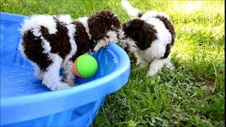 My Movie Jax and Kitkat playing with the weasel ball [upl. by Maice438]