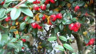 Cotoneaster oder Felsenmispel im Herbst [upl. by Adorne]