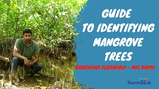 Guide to identifying Mangrove Trees  How to identify mangrove species [upl. by Budd]