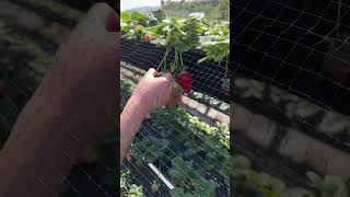 Cute Date Idea in Irvine Strawberry Picking Tanaka Farms [upl. by Buke262]