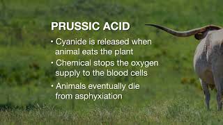 Prussic Acid Toxicity [upl. by Nylimaj610]